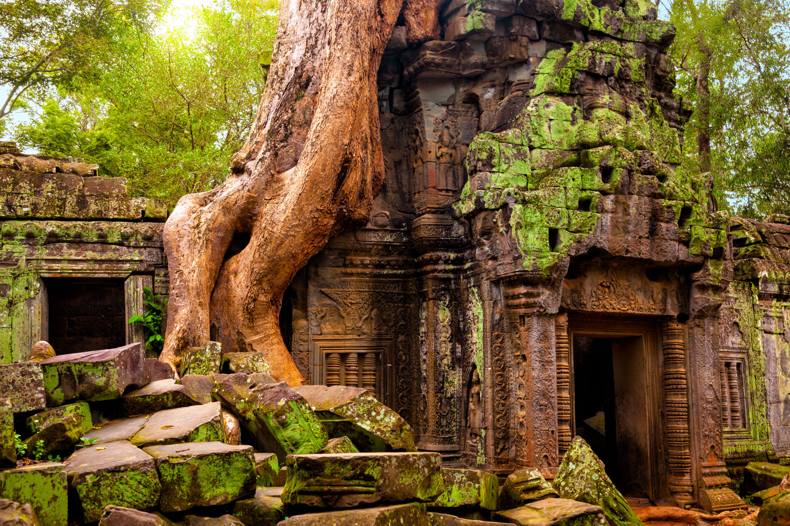 giant tree root grows over Angkor Wat complex, in Siem Reap, Cambodia