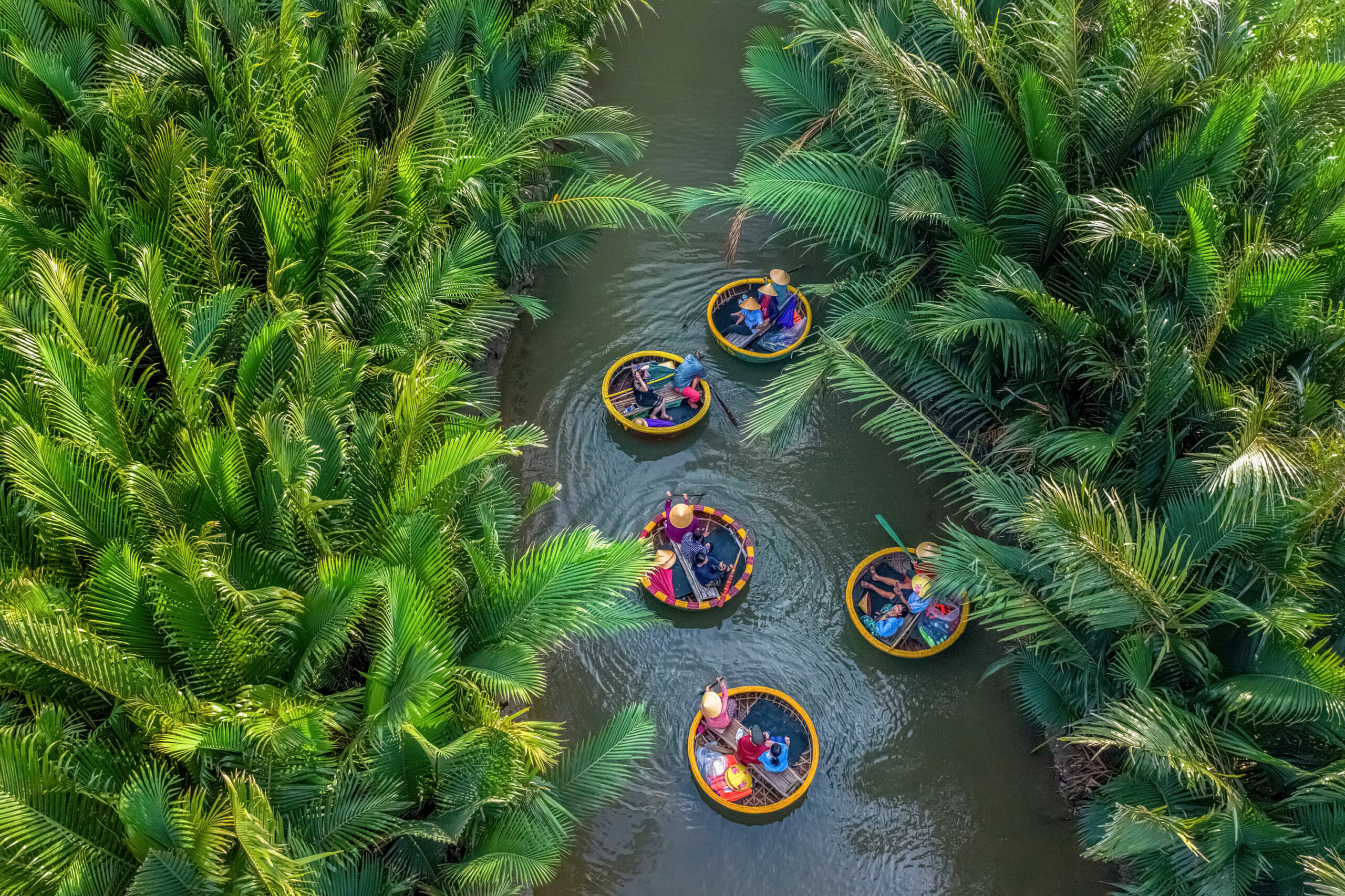 Aerial view, tourists from Thailand, Korea, America and Japan are relax and experiencing a basket boat tour at the coconut water ( mangrove palm ) forest in Cam Thanh village, Hoi An,Quang Nam,Vietnam Hoi An Coconut Forest basket boats mangrove waterways Vietnam