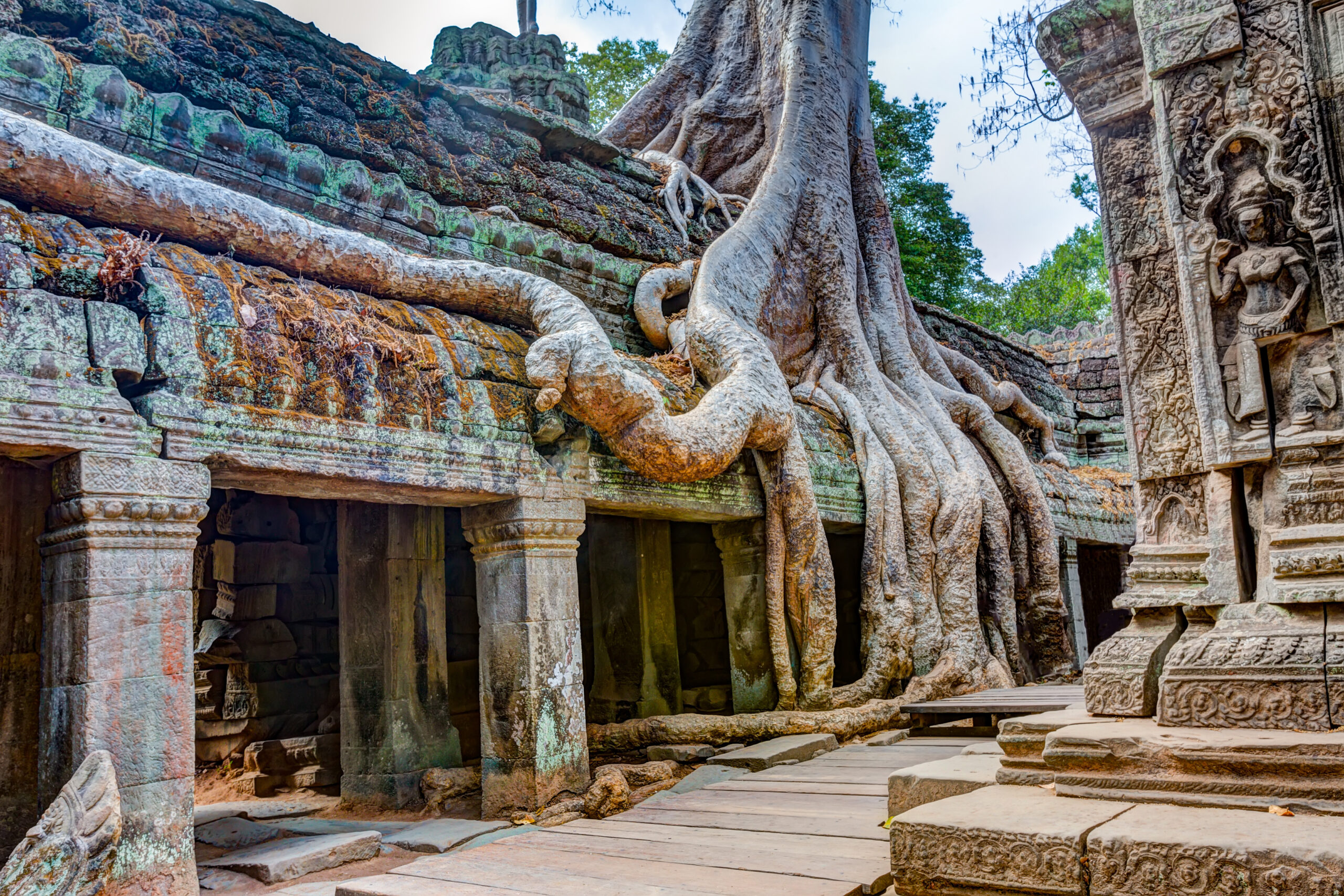large tree roots digging into temple of Ta Prohm Khmer