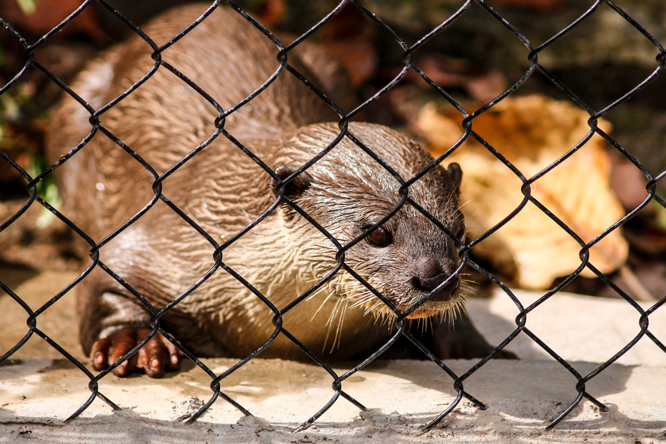 otter behind chain wire fence of the Phnom Tamao Wildlife Rescue Centre in Takéo Province, Cambodia 