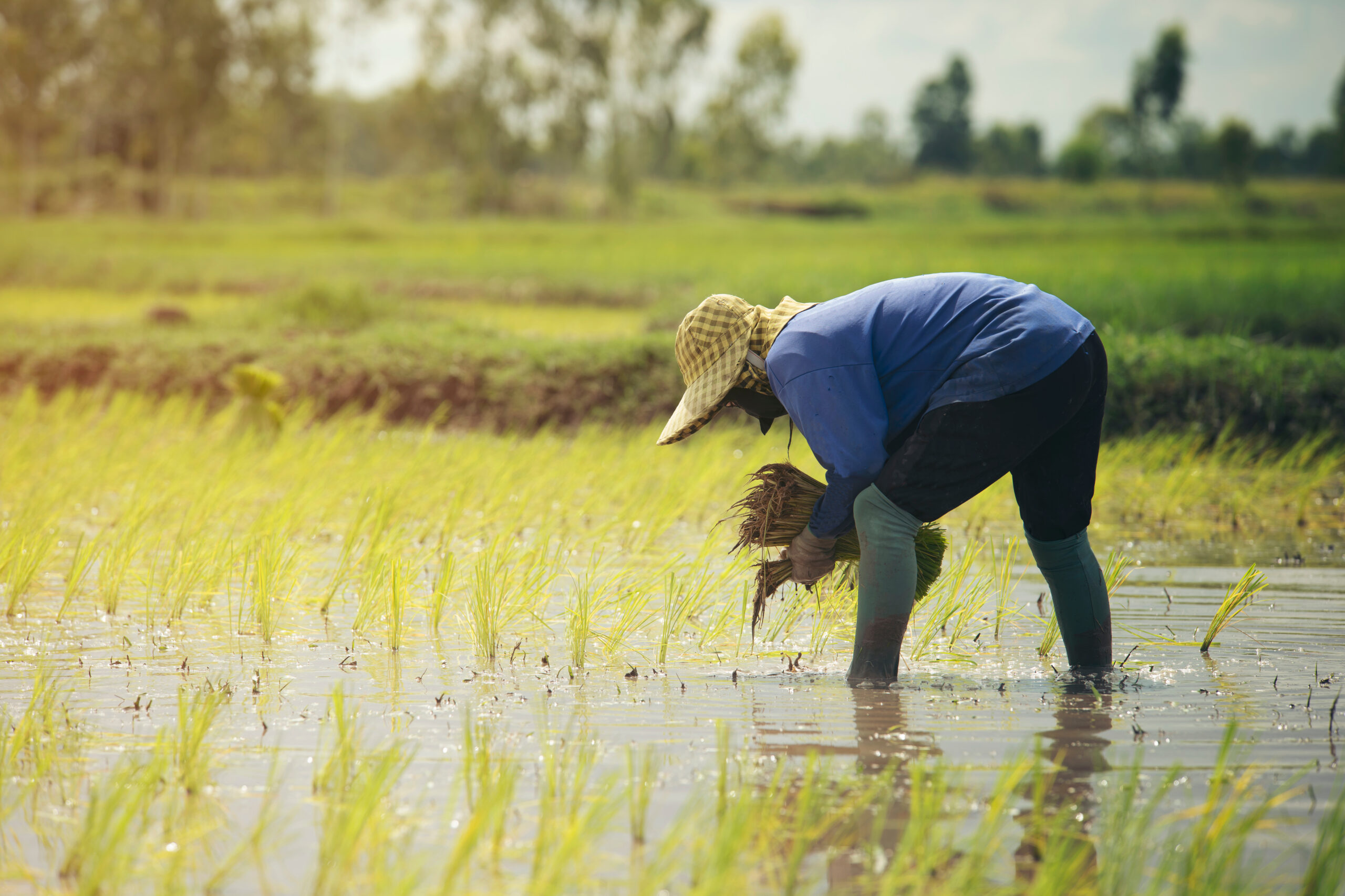 woman farmer hunched over to transplant the rice into the water