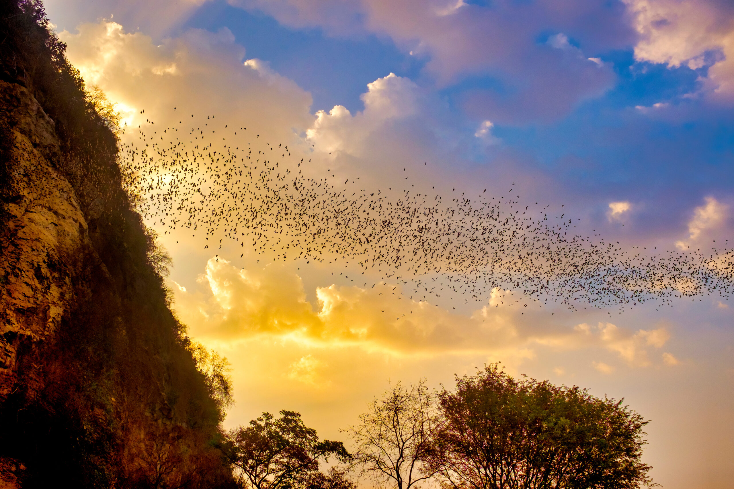a colony of bats flying through sunset sky at the Bat Caves of Battambang