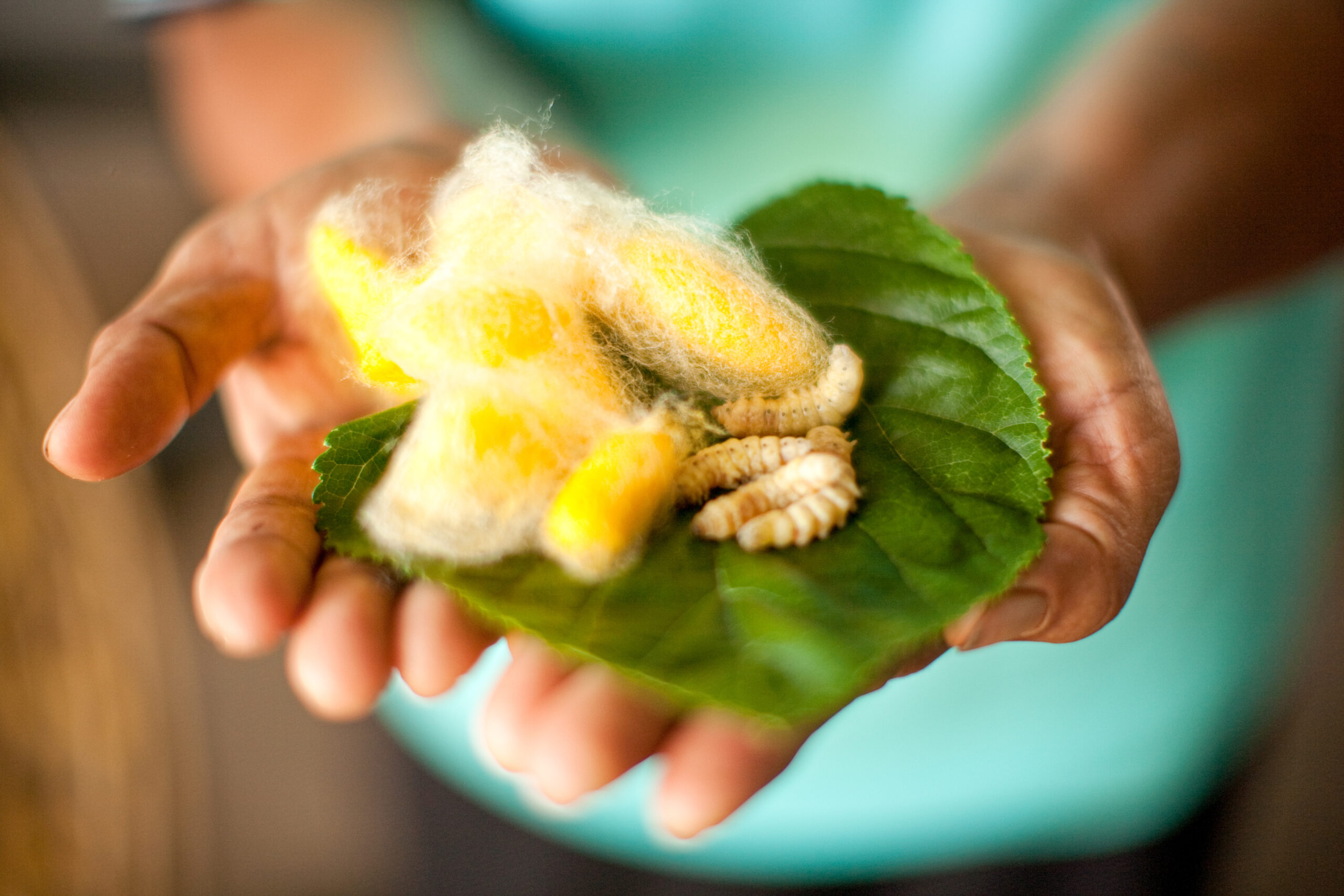 hands holding leaf with silkworm in their different phases of life from worm to cocoon