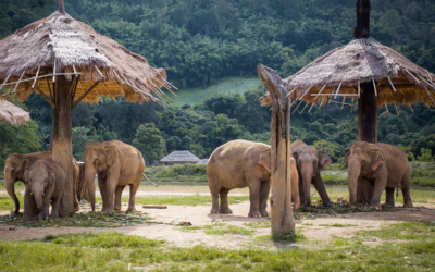 Chiang Mai’s Elephant Sanctuaries