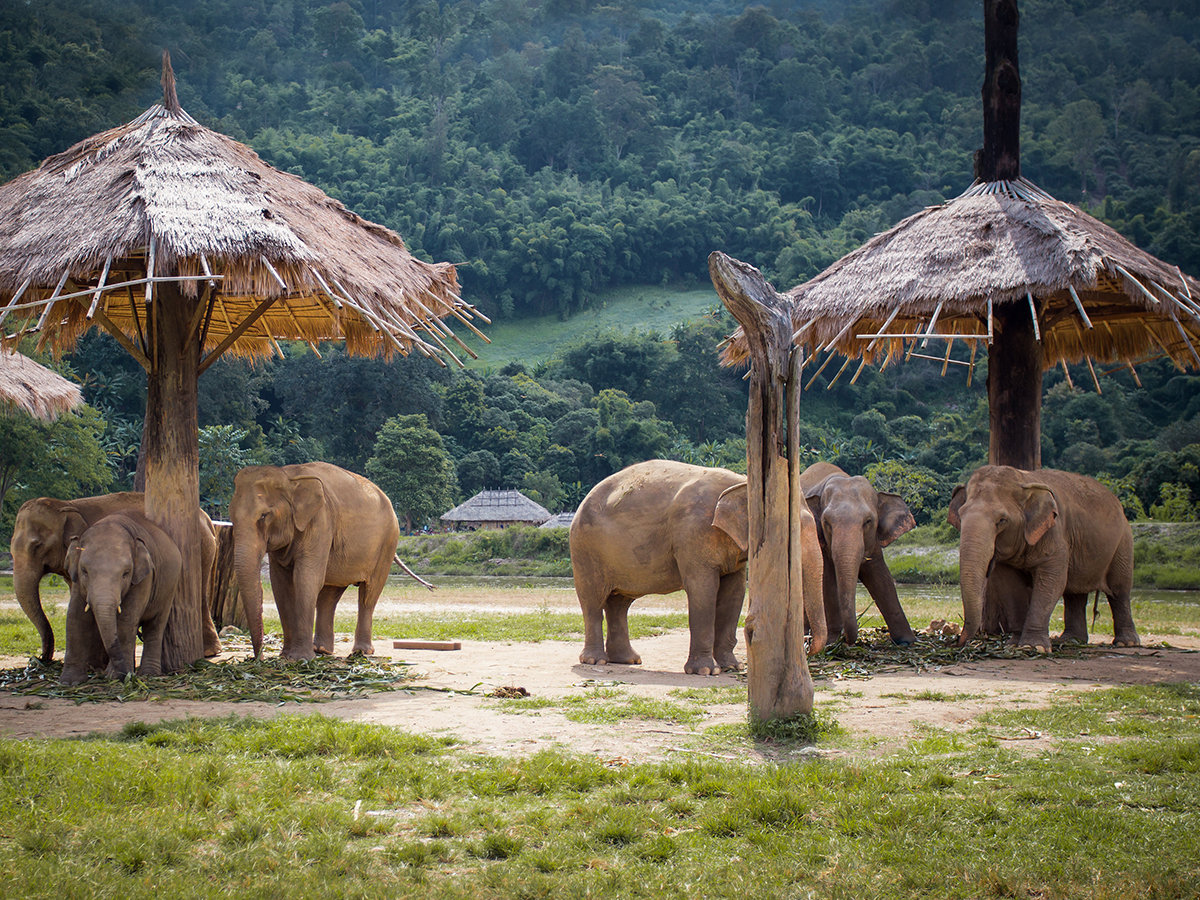 AdobeStock_135615209 Chiang Mai elephant sanctuaries ethical elephant experience in Thailand