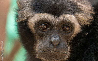 Phnom Tamao Wildlife Rescue Center