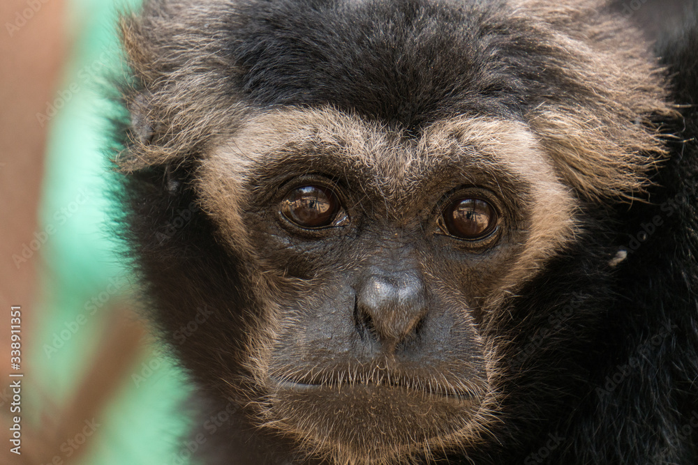 Phnom Tamao Wildlife Rescue Center